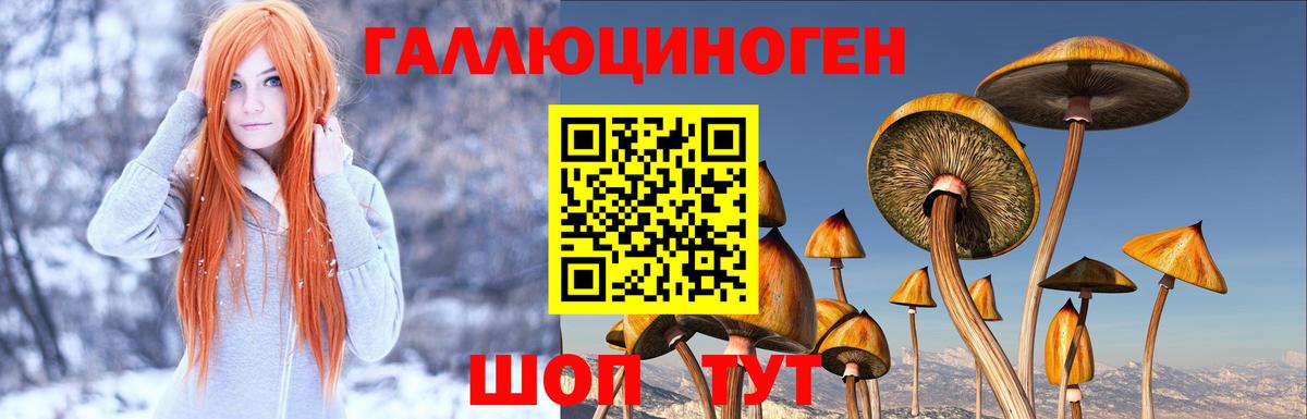 Галлюциногенные грибы Psilocybe Калач-на-Дону